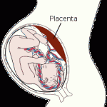 плацента