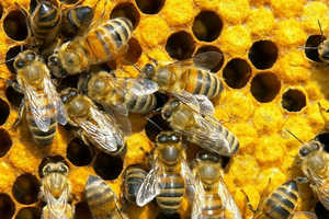 маточное молочко, мед, пчелы